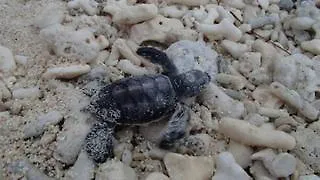 Lady Elliot Island Eco Resort