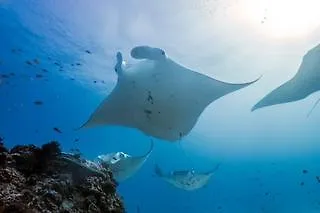 Lady Elliot Island Eco Resort